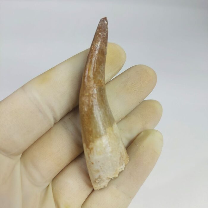 3.14" Plesiosaur Tooth Authentic fossil zarafasaura oceanis - Image 7