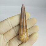 Plesiosaur Tooth Authentic fossil zarafasaura oceanis 2.7" - Image 2