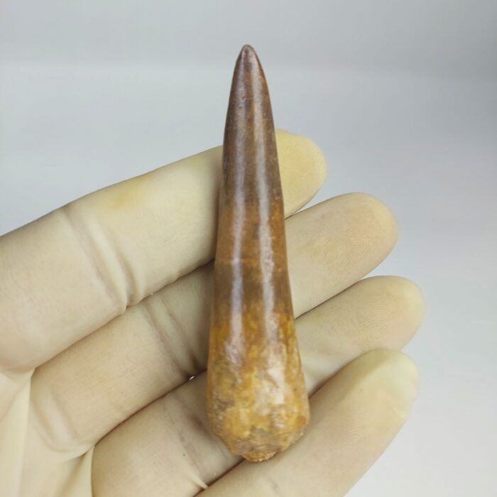 Plesiosaur Tooth Authentic fossil zarafasaura oceanis 2.7" - Image 2