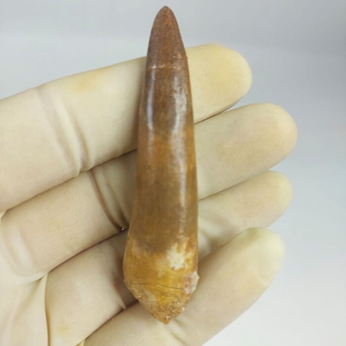 Plesiosaur Tooth Authentic fossil zarafasaura oceanis 2.7" - Image 2