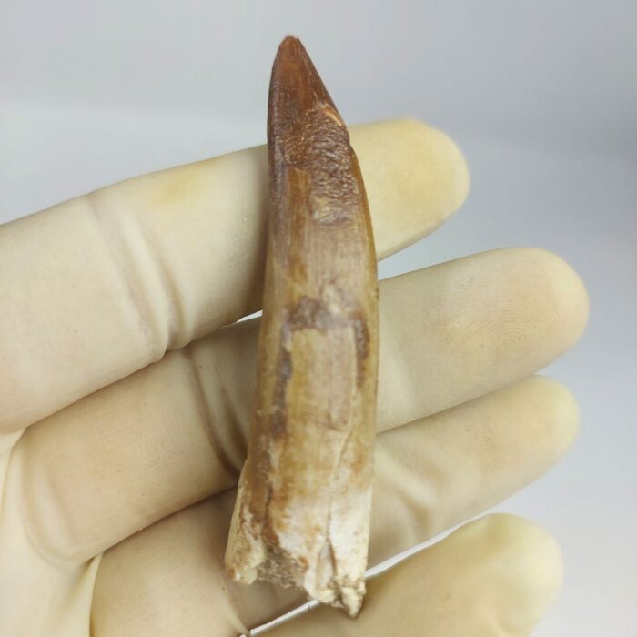 Plesiosaur Tooth Authentic fossil zarafasaura oceanis 2.7" - Image 2