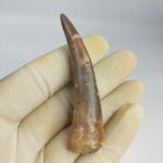 Fossil Plesiosaur Tooth zarafasaura oceanis specimen 2.7"