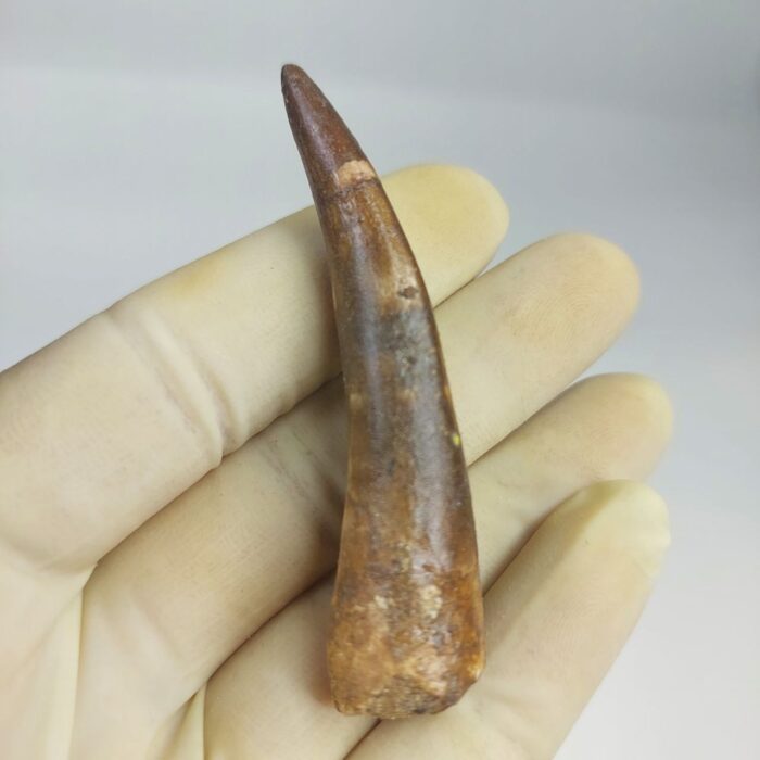 Fossil Plesiosaur Tooth zarafasaura oceanis specimen 2.7" - Image 1