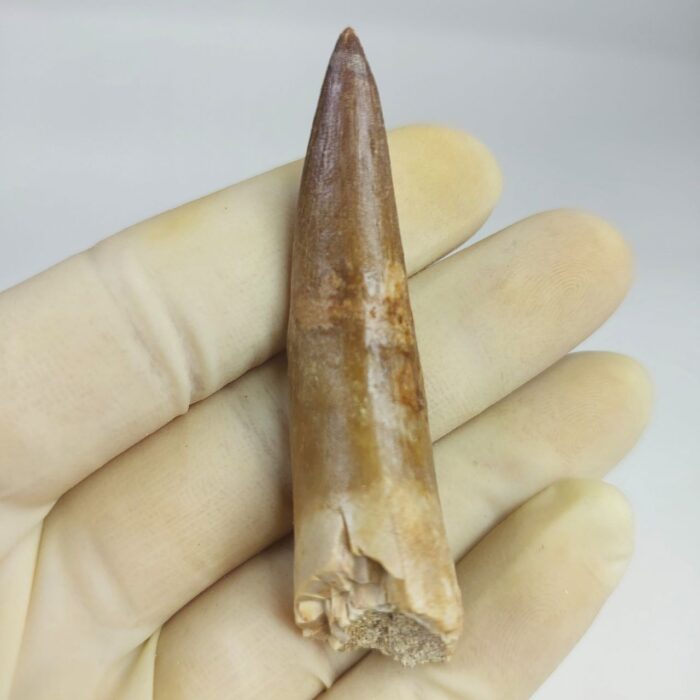 Fossil Plesiosaur Tooth zarafasaura oceanis specimen 2.7" - Image 1