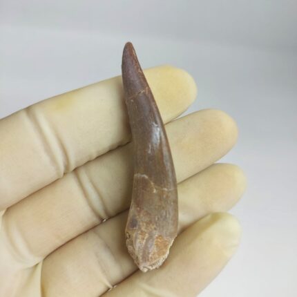 Plesiosaurus fossil Tooth zarafasaura oceanis specimen 2.5"