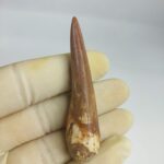 Plesiosaurus fossil Tooth zarafasaura oceanis specimen 2.5" - Image 2