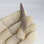 Plesiosaurs Tooth fossil zarafasaura oceanis specimen 2.5" - Image 2