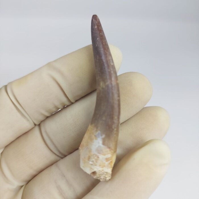 Plesiosaurs Tooth fossil zarafasaura oceanis specimen 2.5" - Image 2