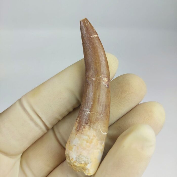 Plesiosaur Tooth Extinct Marine Reptile zarafasaura specimen 2.5" - Image 2