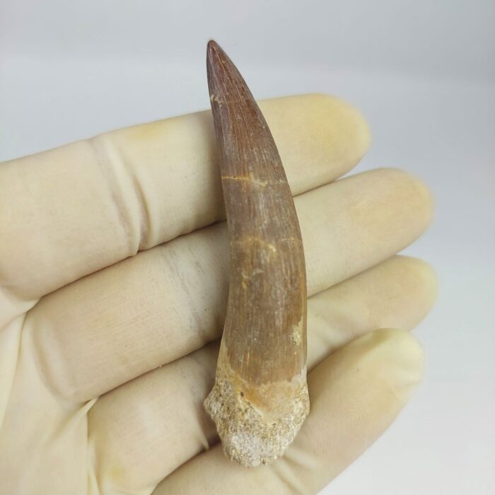 Plesiosaur Tooth Extinct Marine Reptile zarafasaura specimen 2.7" - Image 2