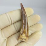 Plesiosaur Tooth Extinct Marine Reptile zarafasaura specimen 2.7"