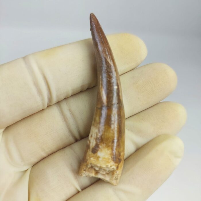 Plesiosaur Tooth Extinct Marine Reptile zarafasaura specimen 2.7" - Image 1