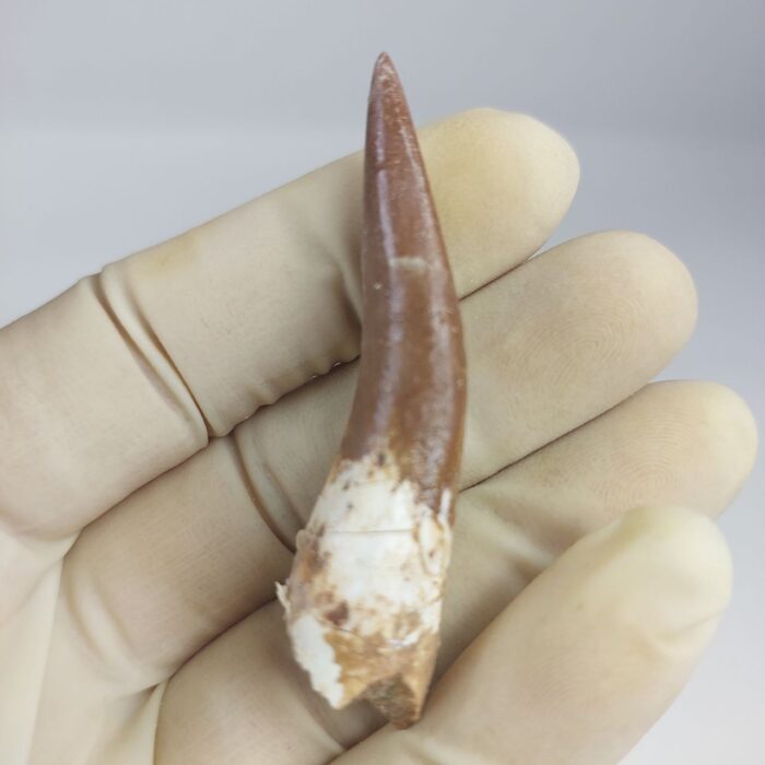 Plesiosaur Tooth Extinct Marine Reptile zarafasaura specimen 2.5" - Image 1