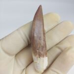 Plesiosaur Tooth Extinct Marine Reptile zarafasaura specimen 2.5" - Image 2