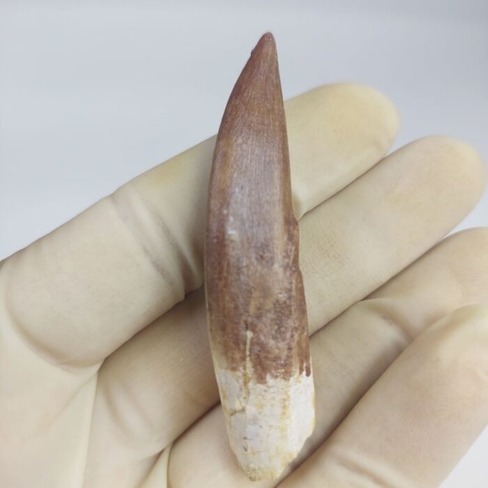 Plesiosaur Tooth Extinct Marine Reptile zarafasaura specimen 2.5" - Image 2