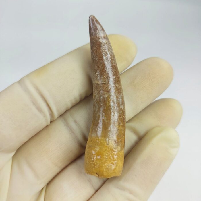 Plesiosaur Tooth Extinct Marine Reptile zarafasaura specimen 2.5" - Image 1