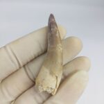 Plesiosaur Tooth Extinct Marine Reptile zarafasaura specimen 2.5"