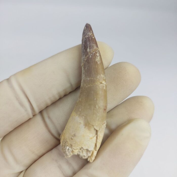 Plesiosaur Tooth Extinct Marine Reptile zarafasaura specimen 2.5" - Image 1
