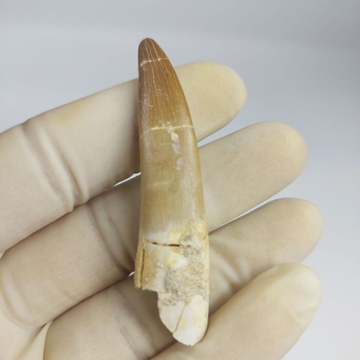 Plesiosaur Tooth Extinct Marine Reptile zarafasaura specimen 2.5" - Image 2