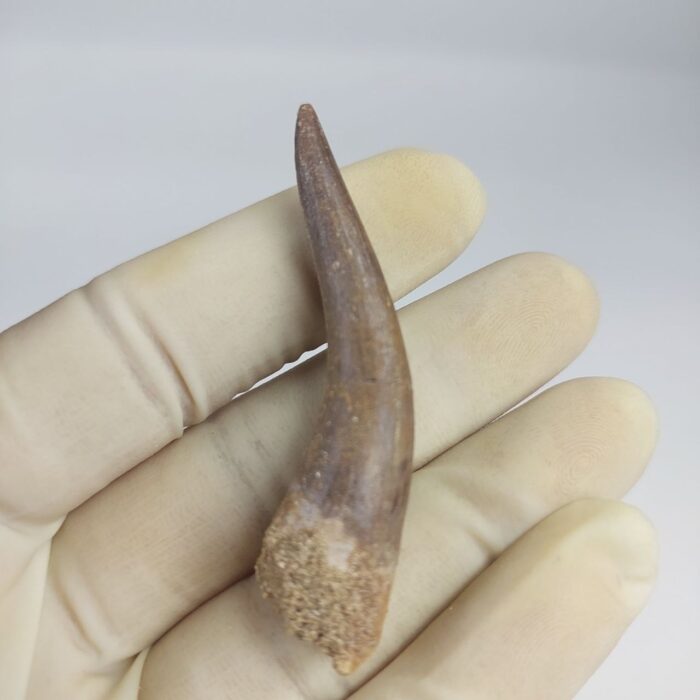 Plesiosaur Tooth Extinct Marine Reptile zarafasaura specimen 2.5" - Image 1
