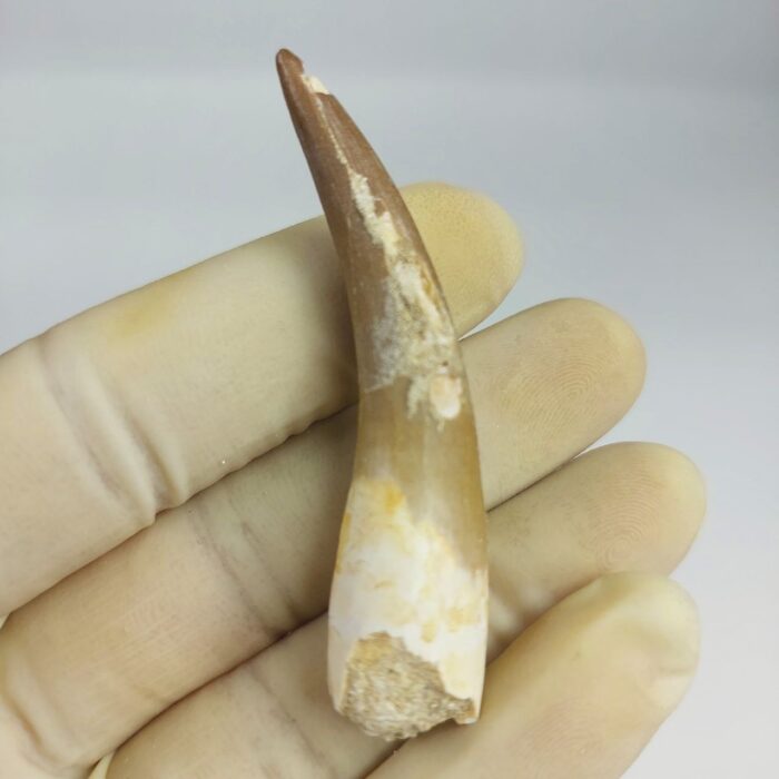 Plesiosaur Tooth Extinct Marine Reptile zarafasaura specimen 2.5" - Image 1