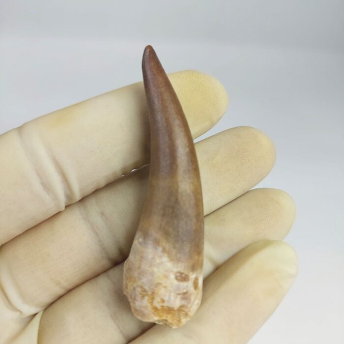 Plesiosaur Tooth Extinct Marine Reptile zarafasaura specimen 2.5" - Image 1