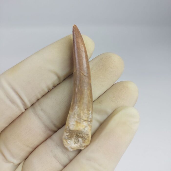 Plesiosaur Tooth Extinct Marine Reptile zarafasaura specimen 2.5" - Image 1