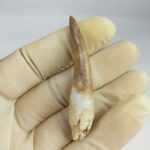Plesiosaur Tooth Extinct Marine Reptile zarafasaura specimen 2.5" - Image 2
