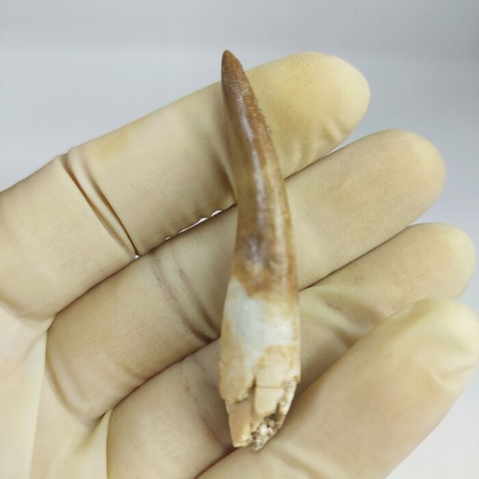 Plesiosaur Tooth Extinct Marine Reptile zarafasaura specimen 2.5" - Image 2