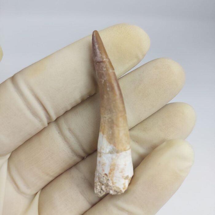Plesiosaur Tooth Extinct Marine Reptile zarafasaura specimen 2.5" - Image 1