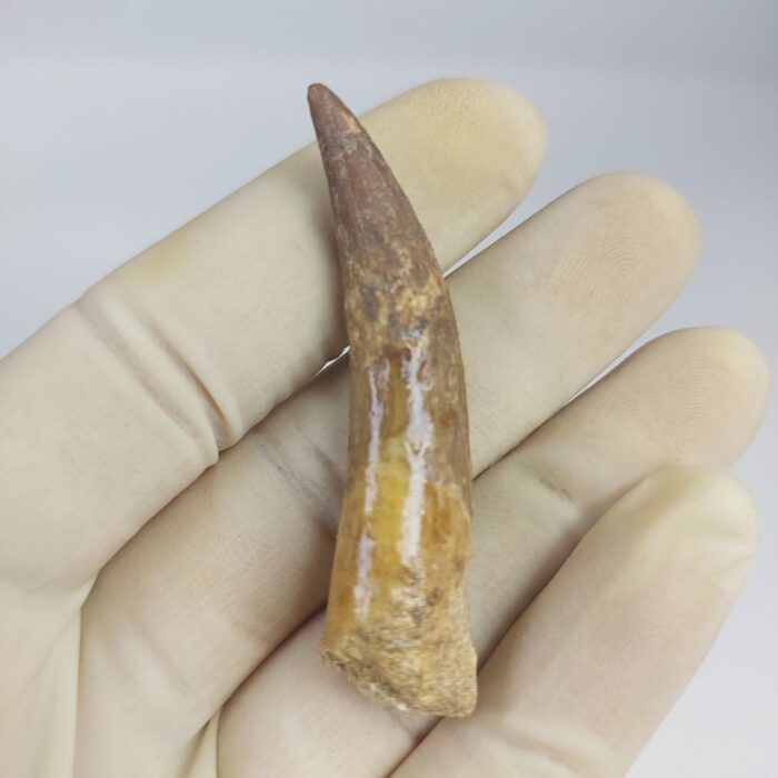 Plesiosaurs Tooth Extinct Marine Reptile zarafasaura specimen 2.5" - Image 2