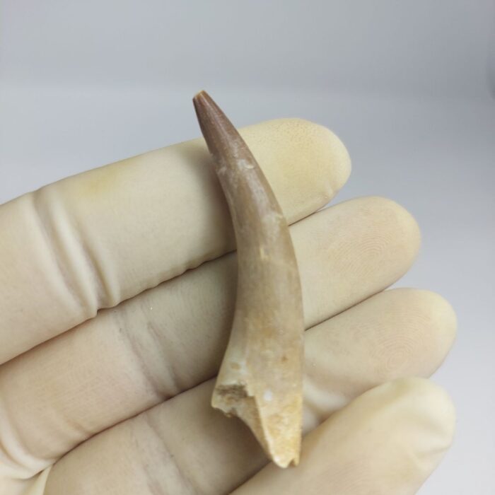 Plesiosaurs Tooth Extinct Marine Reptile zarafasaura specimen 2.3" - Image 2