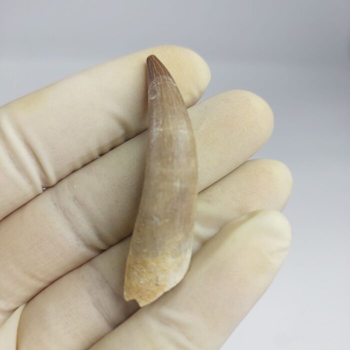 Plesiosaurs Tooth Extinct Marine Reptile zarafasaura specimen 2.3" - Image 1
