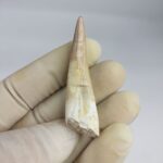 Plesiosaurs Tooth Extinct Marine Reptile zarafasaura specimen 2.3"