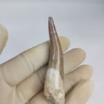 3.14" Plesiosaur Tooth Authentic fossil zarafasaura oceanis - Image 6