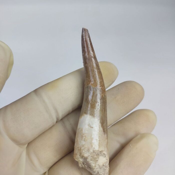 3.14" Plesiosaur Tooth Authentic fossil zarafasaura oceanis - Image 6
