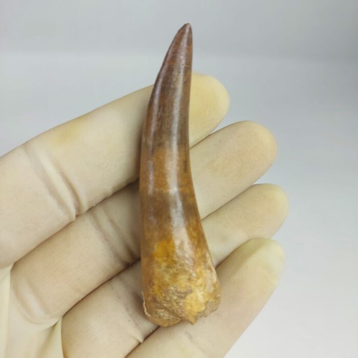 Plesiosaur Tooth Authentic fossil zarafasaura oceanis 2.7" - Image 3