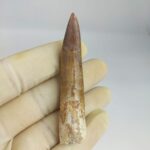 Plesiosaur Tooth Authentic fossil zarafasaura oceanis 2.7" - Image 3