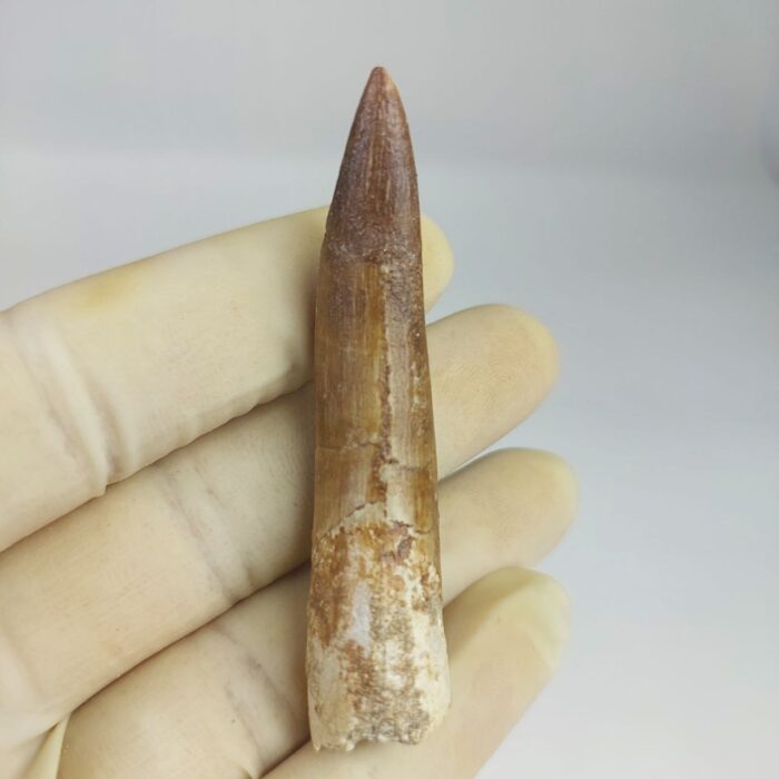 Plesiosaur Tooth Authentic fossil zarafasaura oceanis 2.7" - Image 3
