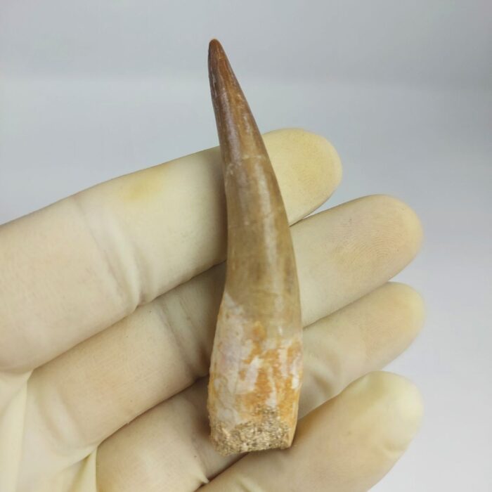 Plesiosaur Tooth Authentic fossil zarafasaura oceanis 2.7" - Image 3