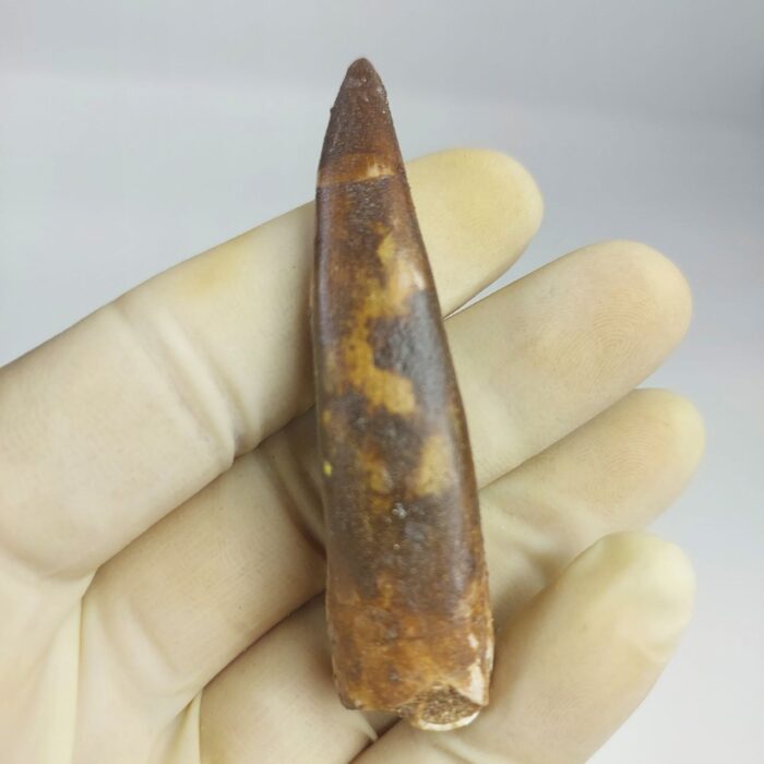 Fossil Plesiosaur Tooth zarafasaura oceanis specimen 2.7" - Image 3