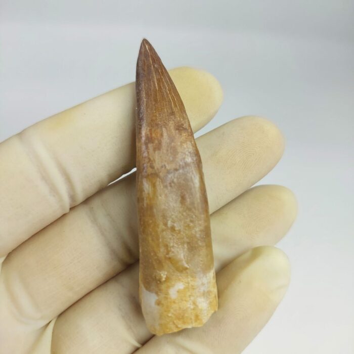 Fossil Plesiosaur Tooth zarafasaura oceanis specimen 2.7" - Image 3