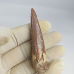 Plesiosaurus fossil Tooth zarafasaura oceanis specimen 2.5" - Image 3