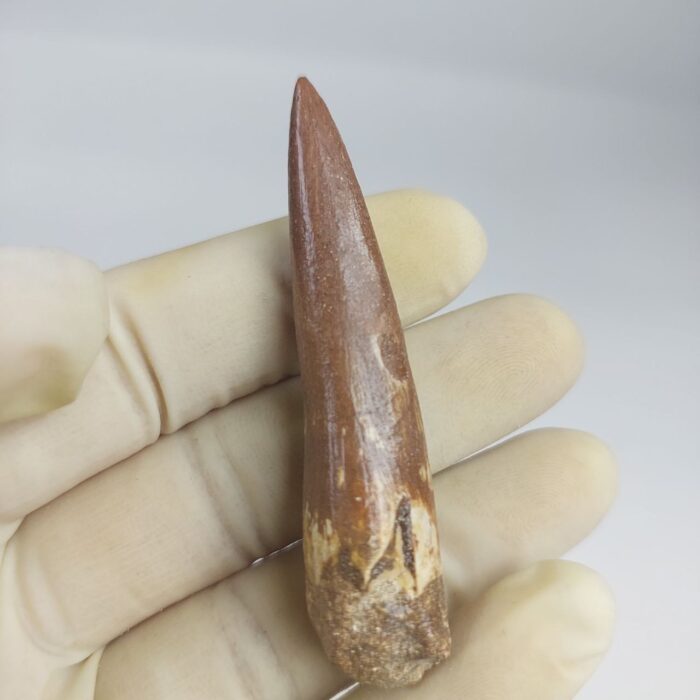 Plesiosaurus fossil Tooth zarafasaura oceanis specimen 2.5" - Image 3