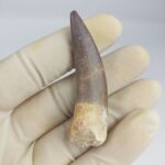 Plesiosaurs Tooth fossil zarafasaura oceanis specimen 2.5"
