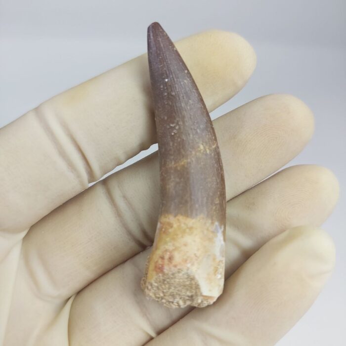 Plesiosaurs Tooth fossil zarafasaura oceanis specimen 2.5" - Image 1