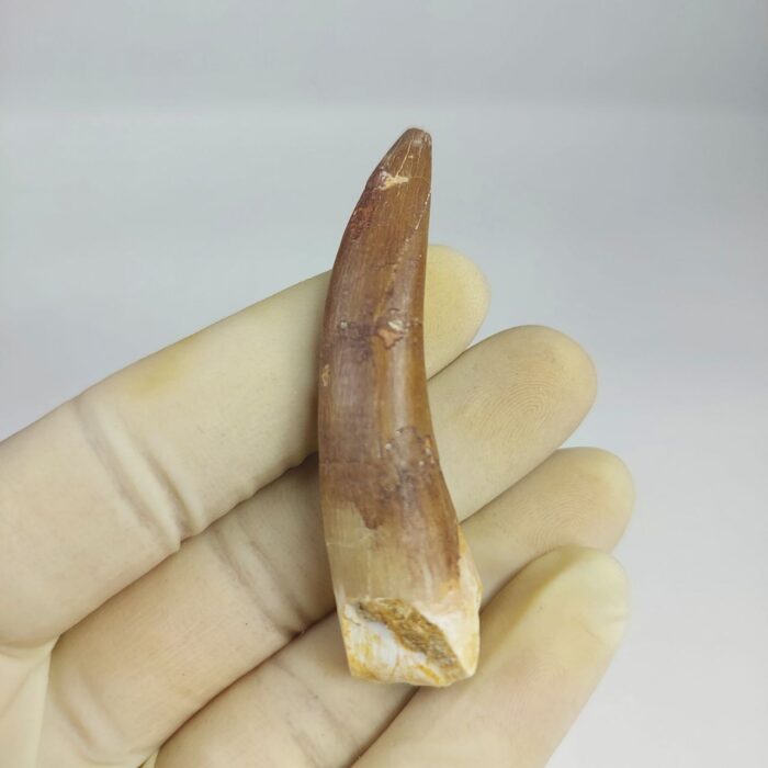 Plesiosaur Tooth Extinct Marine Reptile zarafasaura specimen 2.5" - Image 3