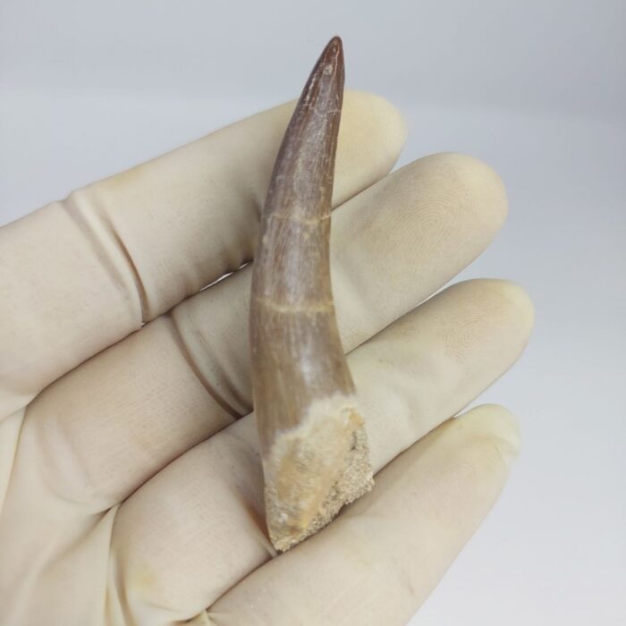 Plesiosaur Tooth Extinct Marine Reptile zarafasaura specimen 2.7" - Image 3