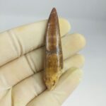 Plesiosaur Tooth Extinct Marine Reptile zarafasaura specimen 2.7" - Image 3