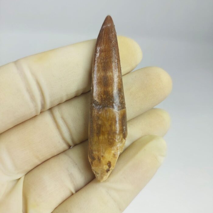 Plesiosaur Tooth Extinct Marine Reptile zarafasaura specimen 2.7" - Image 3